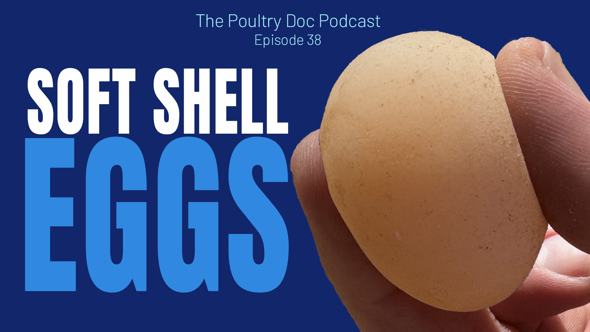 Ep. 38 - Why Did the Chicken Lay the Soft Shell Egg? Eggshell Quality ...