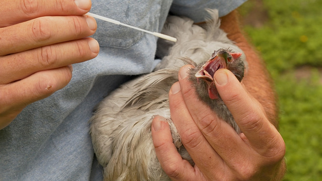 The Underrated Swab That Could Save Your Flock