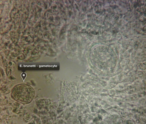 Know Your Enemy: Eimeria brunetti and Eimeria necatrix in Growing Birds