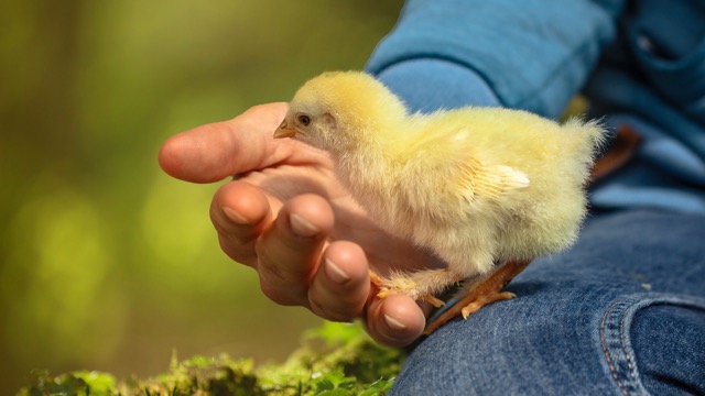 Introducing Chicks to Your Flock Safely