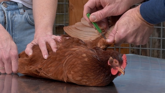 Recombinant Poultry Vaccines: What They Are and Why We Use Them