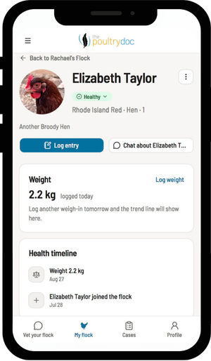 Flock conversation screen