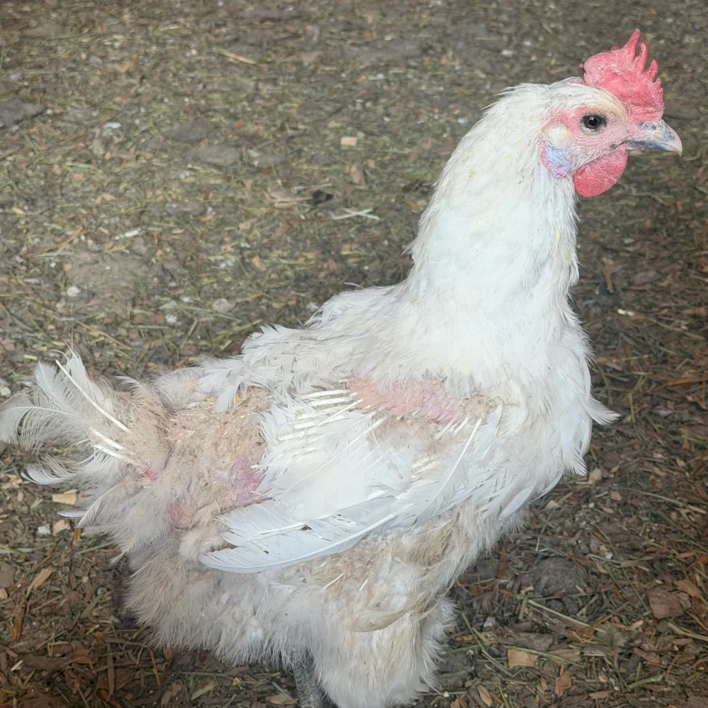 Molting in chickens: white hen with feather loss and visible pin feathers.