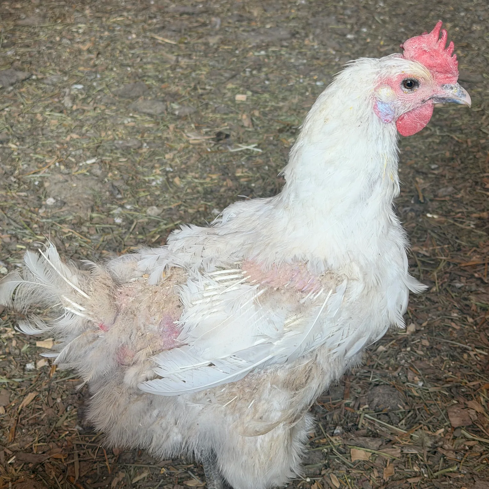 Molting in chickens: white hen with feather loss and visible pin feathers.