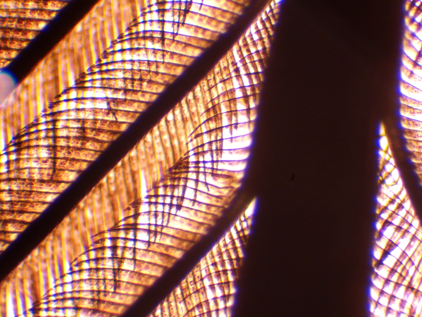 Microscope photograph at 100x magnification showing feather branches and finer crosswise filaments.